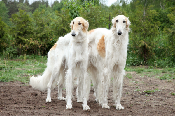 borzoi-pes